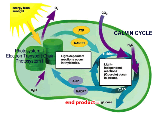 digestive system diagram unlabeled. unlabelled diagram comments in