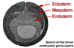 image for germ layer - genetic biology 