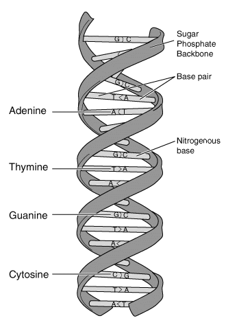 image for base pair - genetic biology 